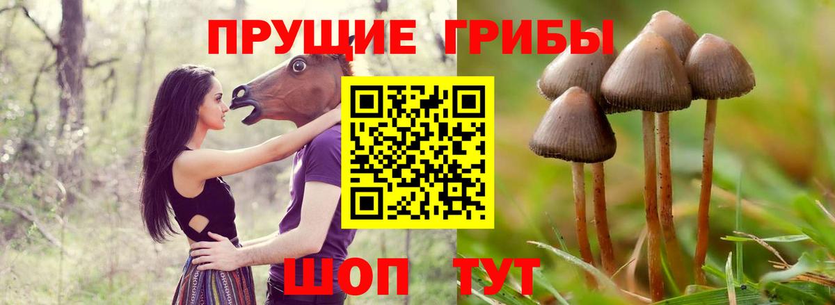 Псилоцибиновые грибы прущие грибы Дедовск
